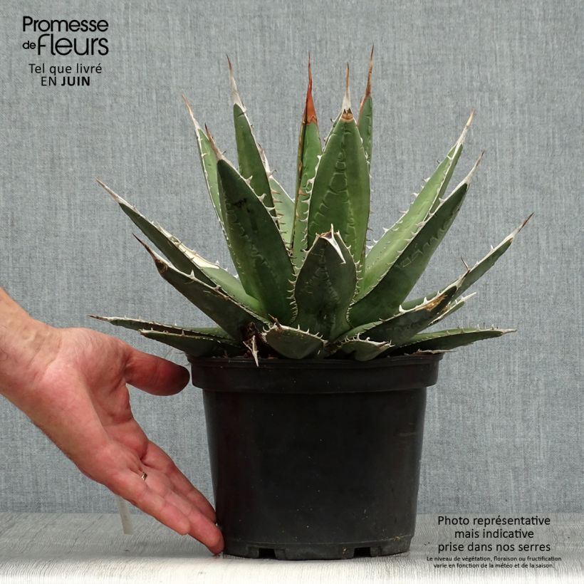 Agave kerchovei 3L/4L pot sample as delivered in summer