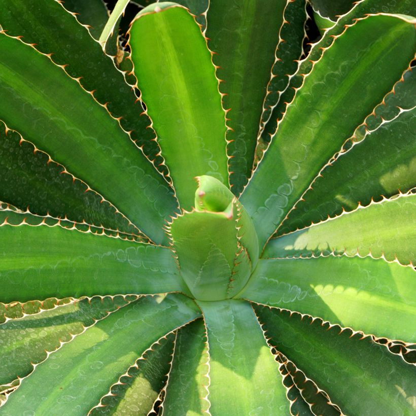 Agave lophantha - Striped agave, thorny crested agave (Foliage)