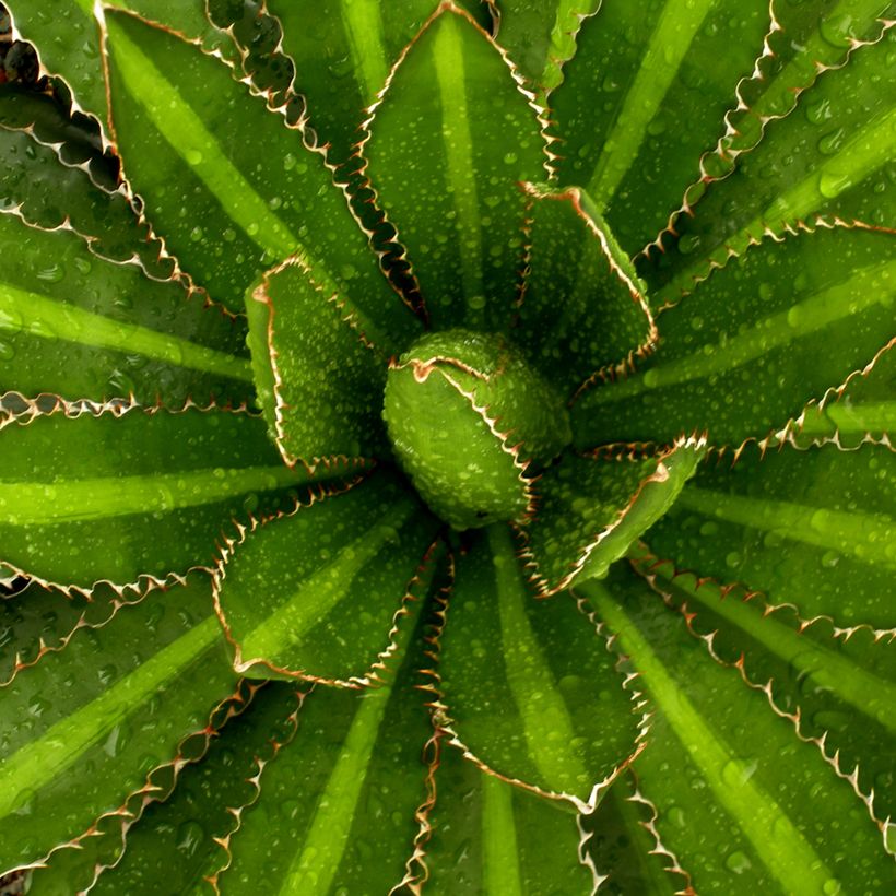 Agave lophantha Splendida (Foliage)