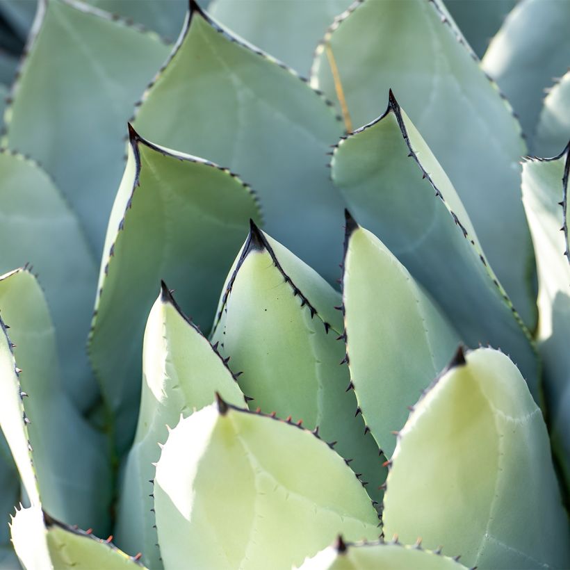 Agave macroacantha (Foliage)