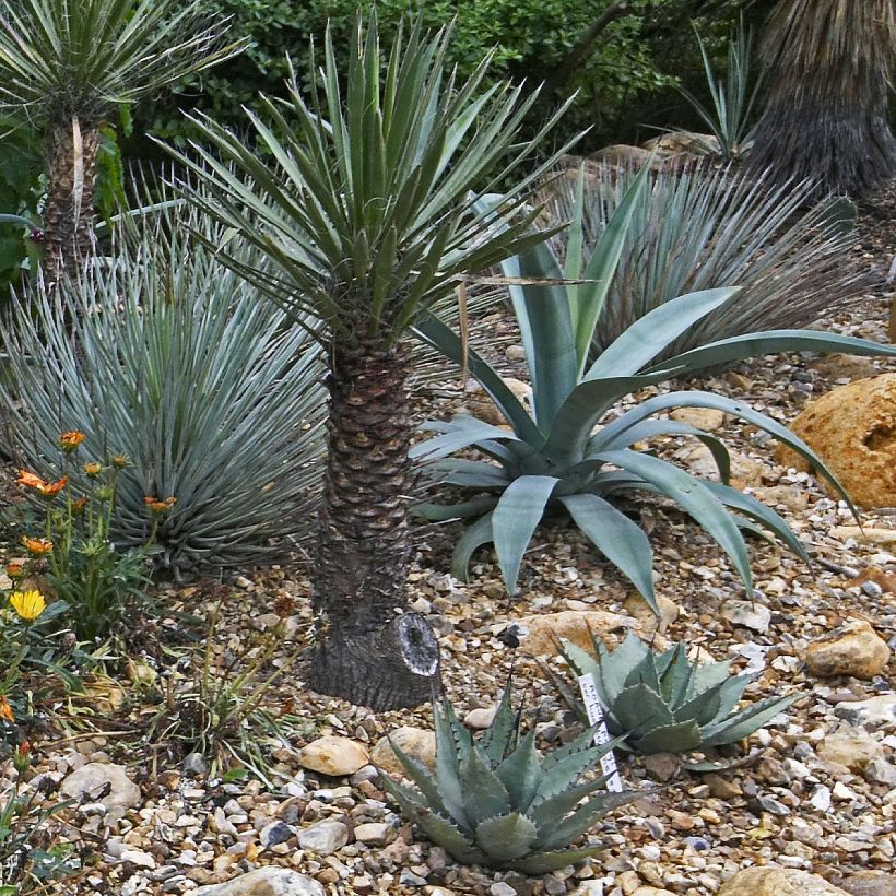 Agave macroacantha (Plant habit)