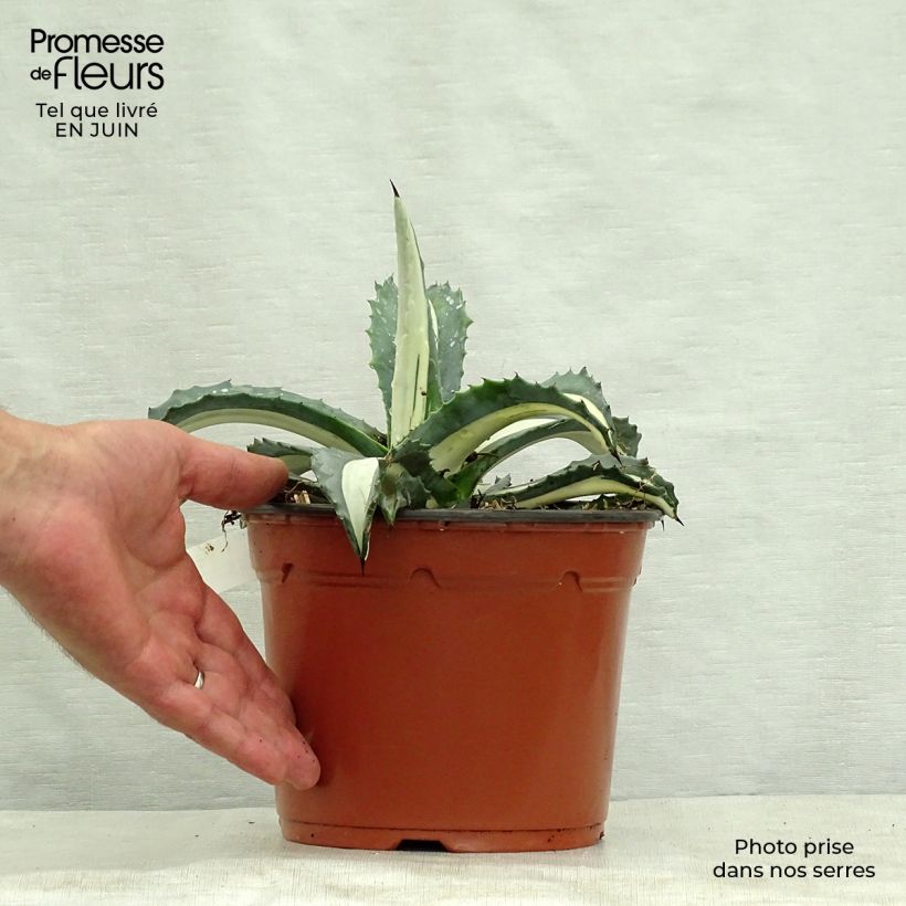 Agave Mediopicta Alba - American Agave 2L/3L pot sample as delivered in summer