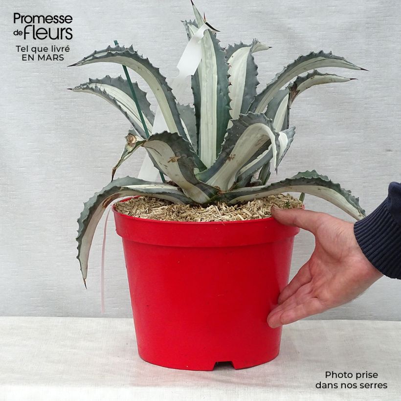 Agave Mediopicta Alba - American Agave sample as delivered in spring