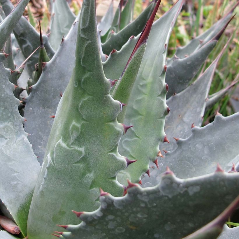 Agave montana (Foliage)