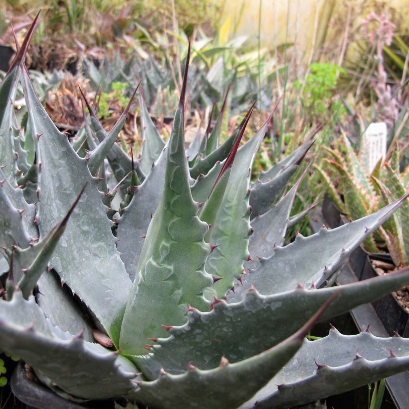 Agave montana (Plant habit)