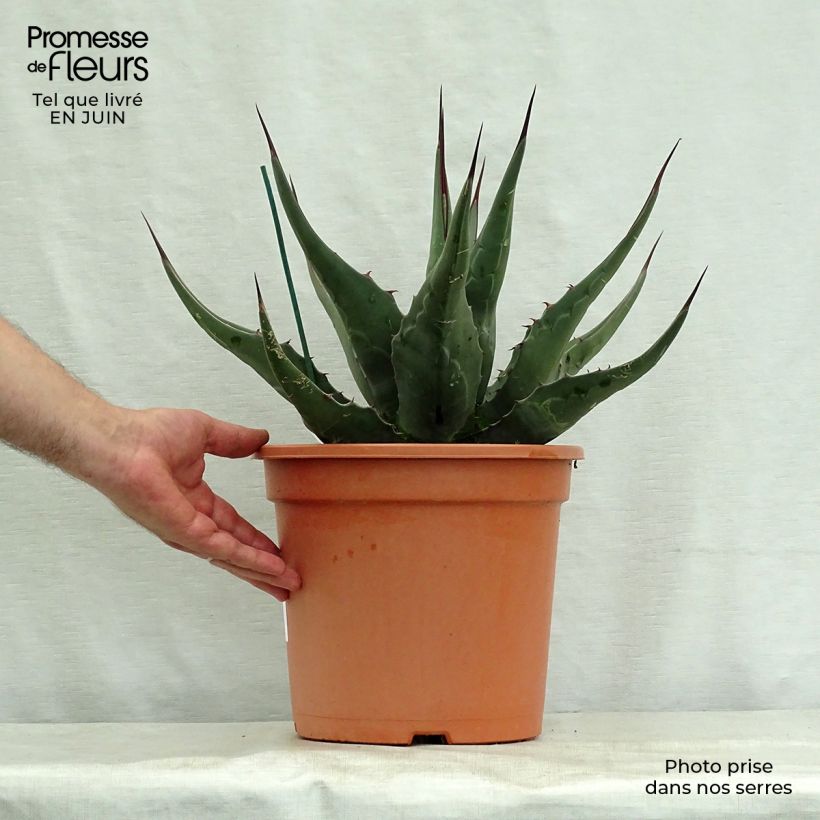 Agave montana 7.5L/10L pot sample as delivered in summer