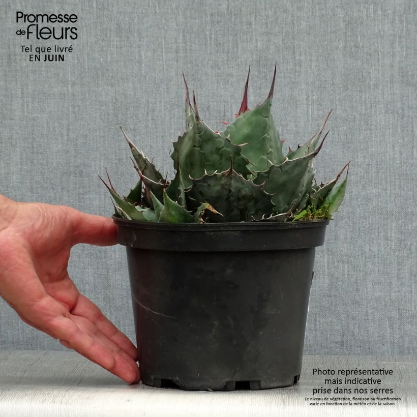 Agave parrasana 3L/4L pot sample as delivered in summer