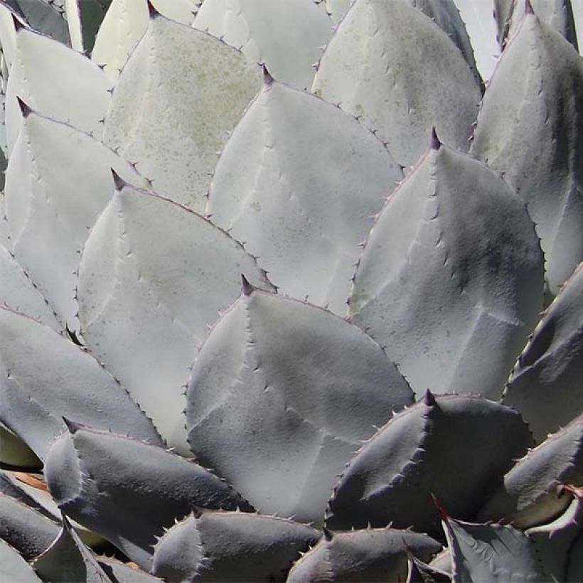 Agave parryi var. huachucensis (Foliage)