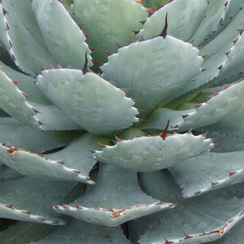 Agave Kichijokan (Foliage)