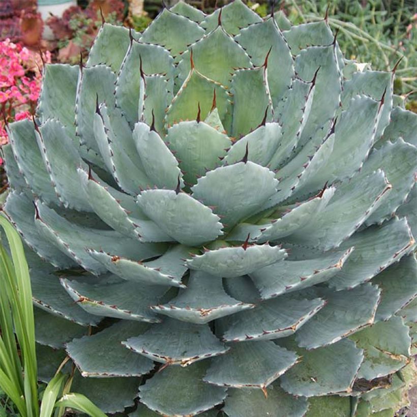 Agave Kichijokan (Plant habit)