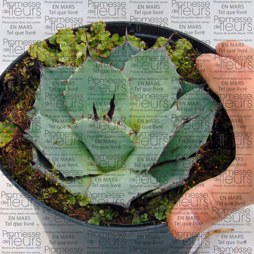 Example of Agave parryi var. huachucensis 2L/3L pot specimen as delivered
