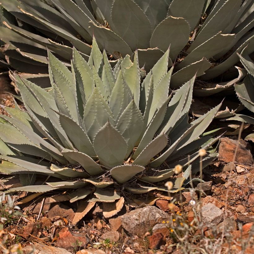 Agave parryi var. huachucensis (Plant habit)