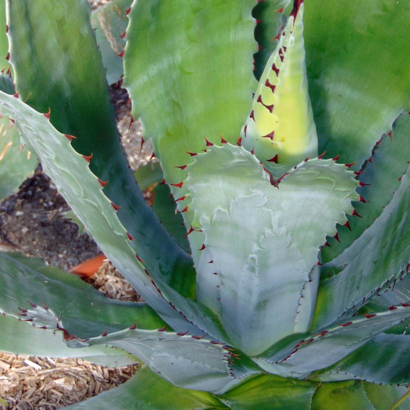 Agave parryi var. neomexicana (Foliage)