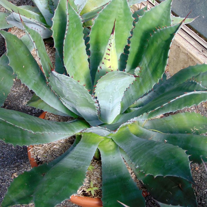 Agave parryi var. neomexicana (Plant habit)