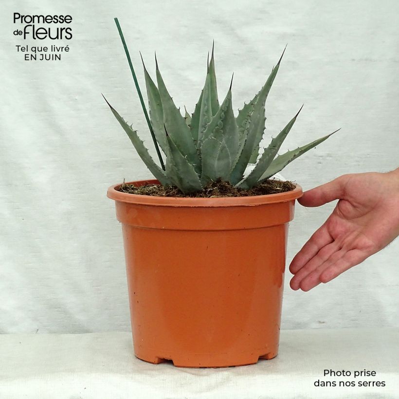 Agave parryi var. neomexicana 7.5L/10L pot sample as delivered in summer