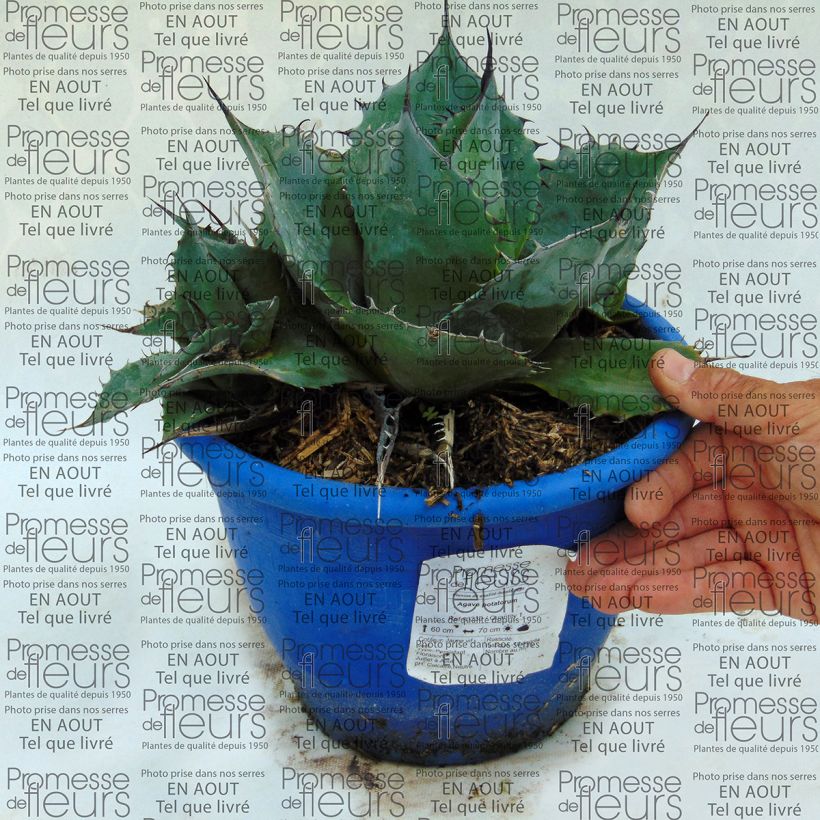 Example of Agave potatorum var. verschaffeltii specimen as delivered