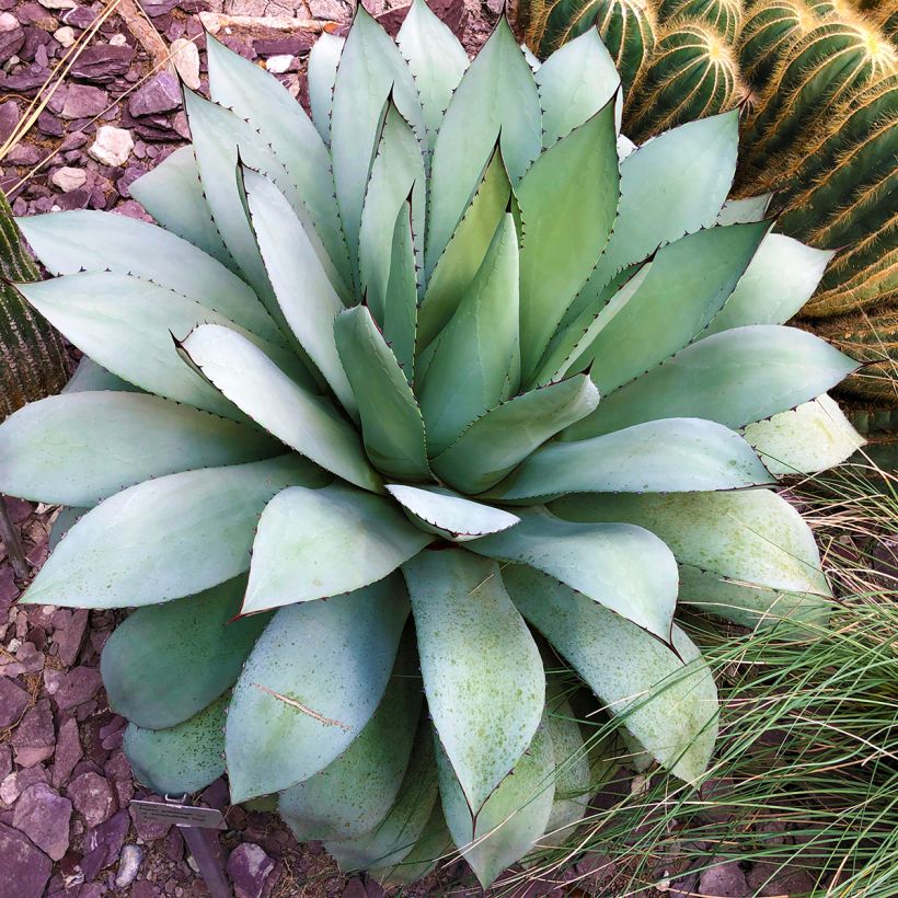 Agave potatorum var. verschaffeltii (Plant habit)