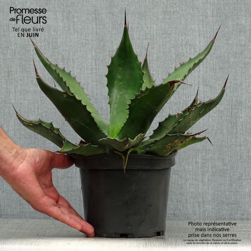 Agave salmiana 3L/4L pot sample as delivered in summer