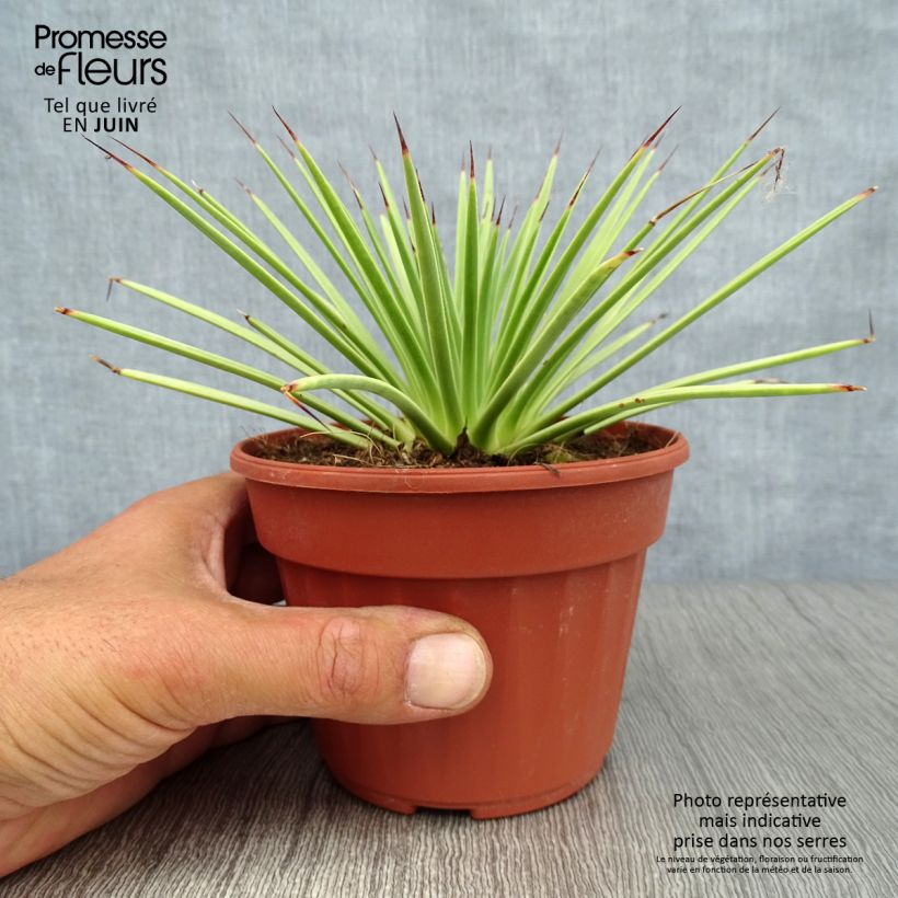 Agave stricta Nana 12cm pot sample as delivered in summer