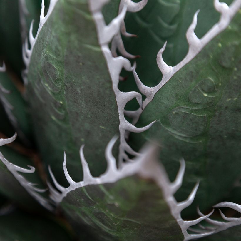 Agave titanota (Foliage)