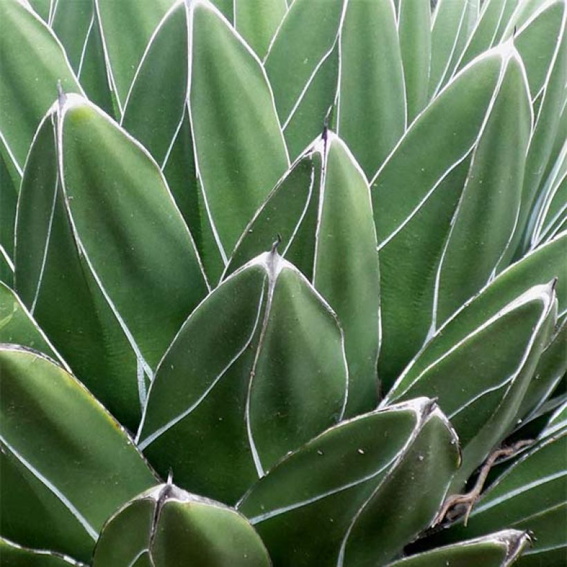 Agave victoriae reginae - Queen Victorias Agave (Foliage)