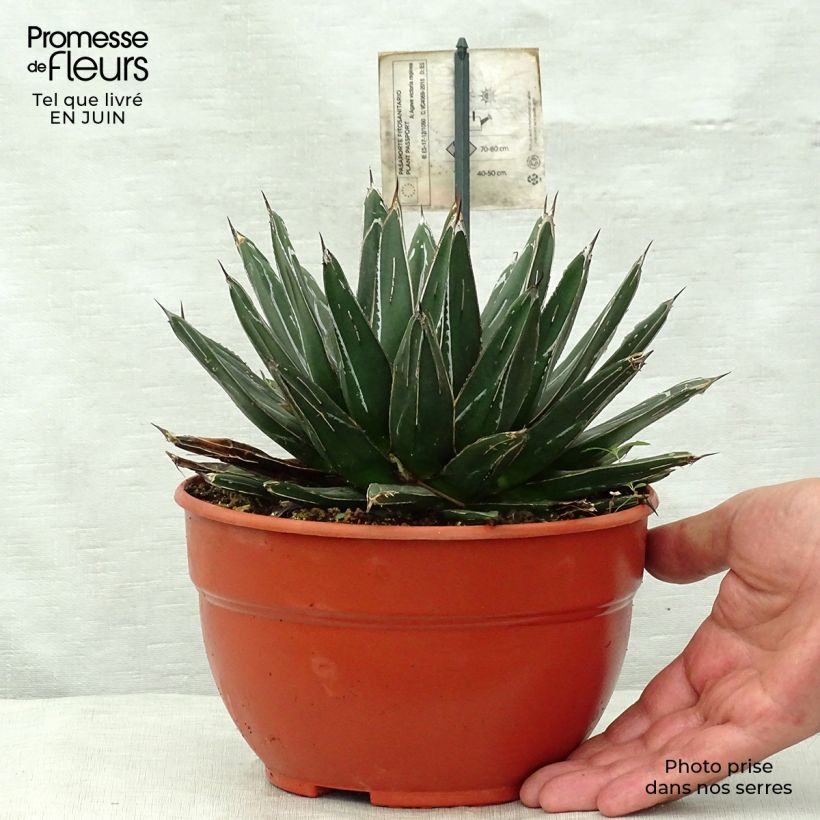 Agave victoriae reginae - Queen Victorias Agave 2L/3L pot sample as delivered in summer