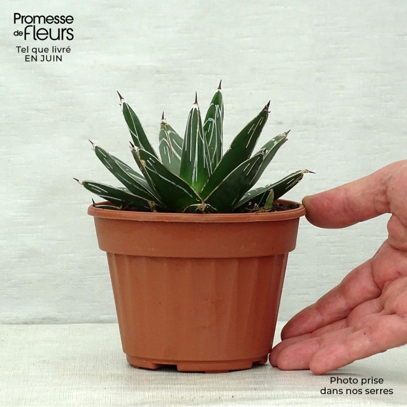 Agave victoriae reginae - Queen Victorias Agave 12cm pot sample as delivered in summer
