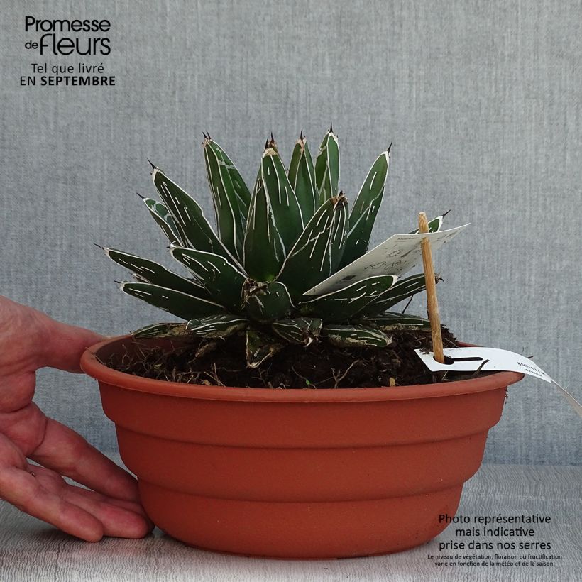 Agave victoriae reginae - Queen Victorias Agave 4L/5L pot sample as delivered in summer