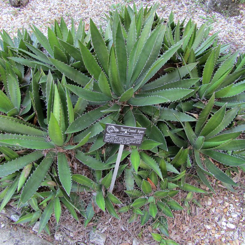 Agave lophantha - Striped agave, thorny crested agave (Plant habit)