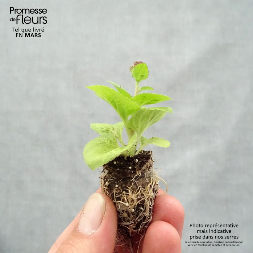 Ageratum houstonianium Ageratum Cushion Violet - Bluemink Plug plant 1.5/2.5 cm sample as delivered in spring