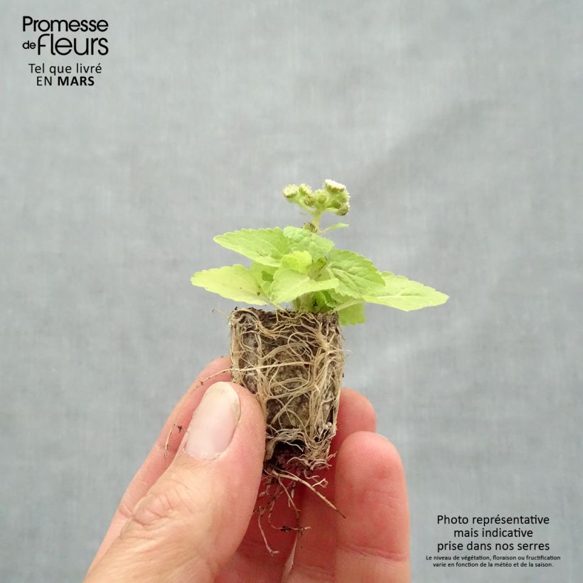 Ageratum houstonianium Cushion White - Bluemink Plug plant 1.5/2.5 cm sample as delivered in spring