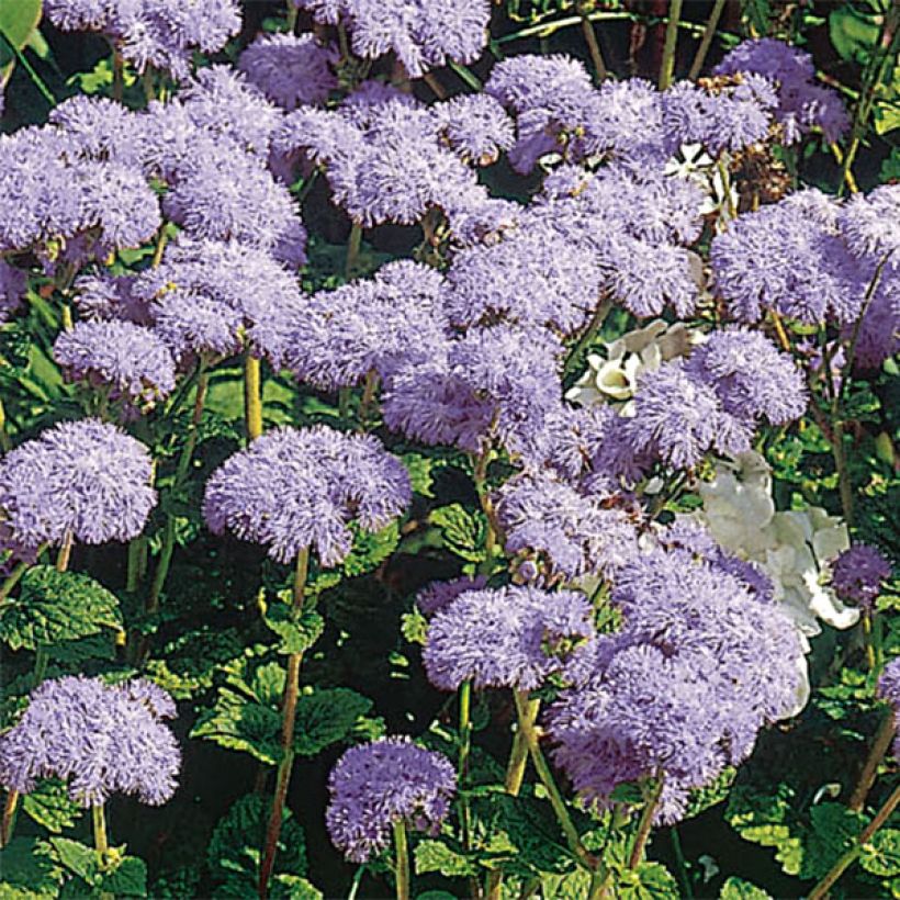 Ageratum houstonianum City Blue (Flowering)