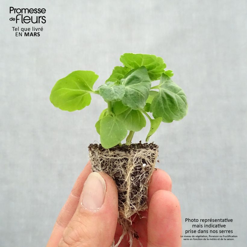 Ageratum houstonianium Packstar Blue - Bluemink Plug plants 3.8 x 3.2cm - Tray of 16 sample as delivered in spring