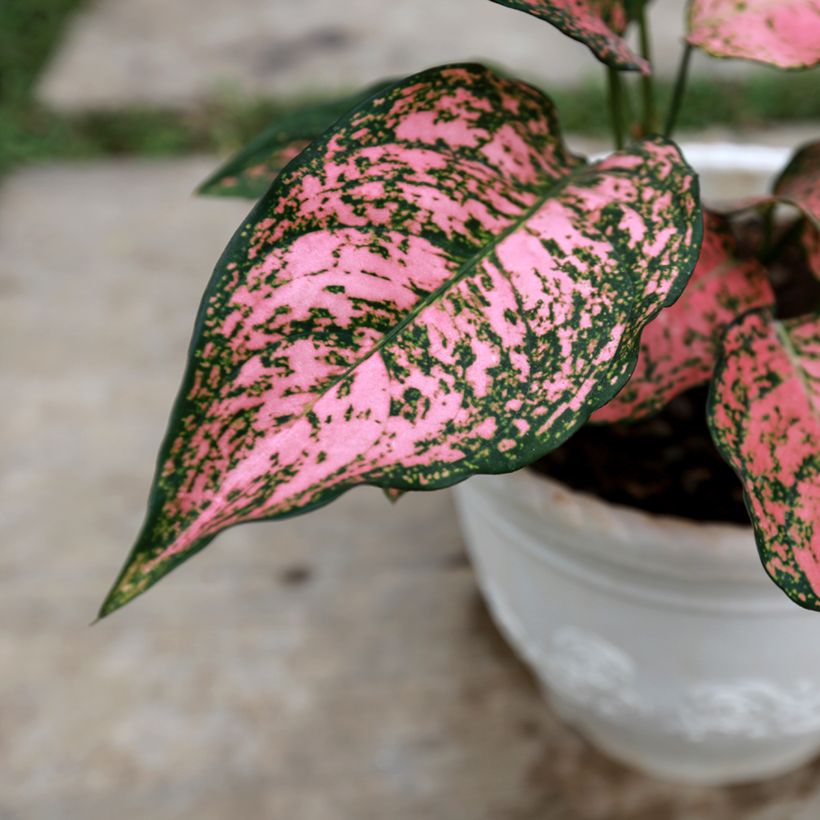 Aglaonema commutatum Red Valentine - Chinese evergreen (Foliage)