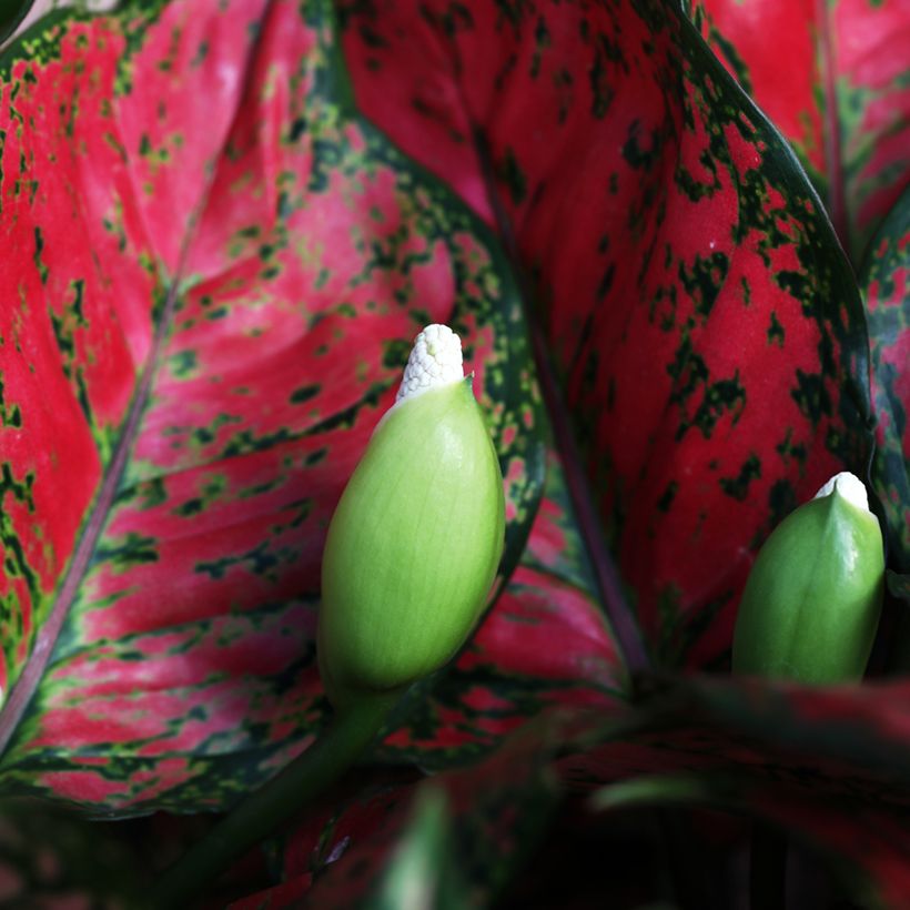 Aglaonema commutatum Red Valentine - Chinese evergreen (Flowering)