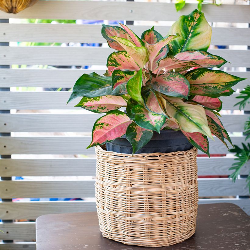 Aglaonema commutatum Red Valentine - Chinese evergreen (Plant habit)