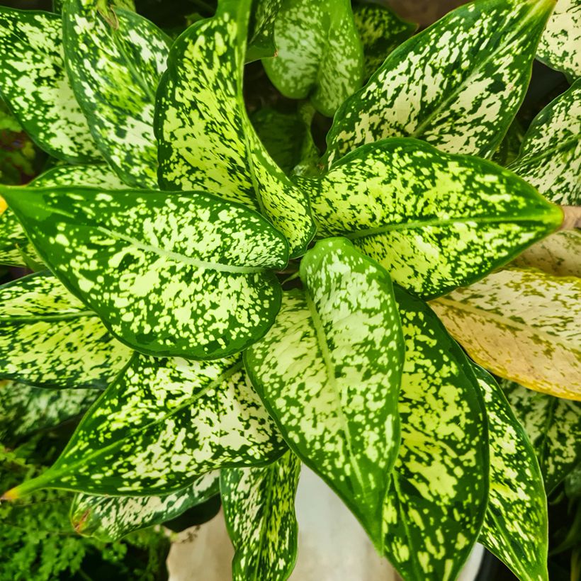 Aglaonema commutatum Snowflake - Chinese evergreen (Foliage)