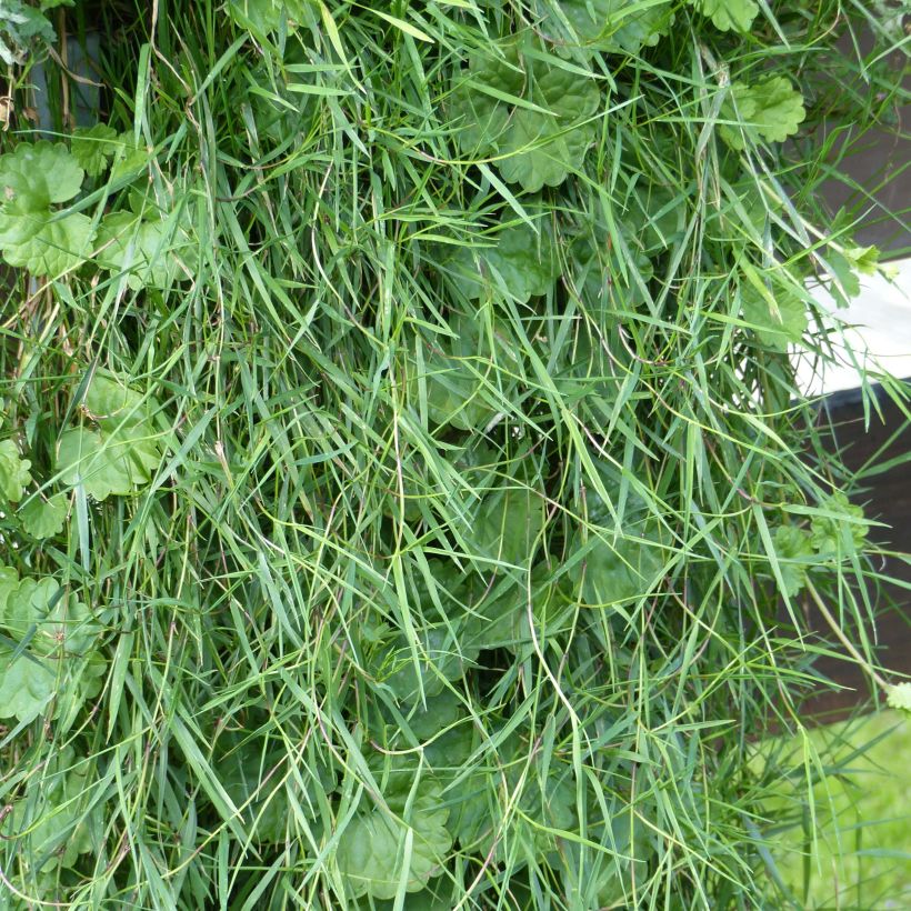 Agrostis stolonifera Green Twist  (Foliage)