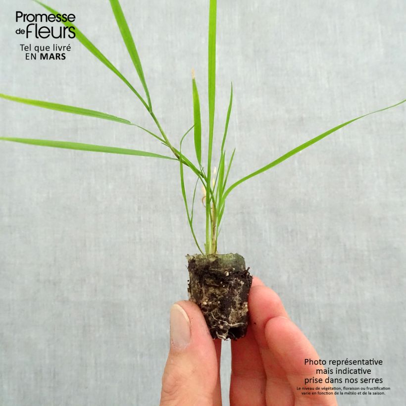 Agrostis stolonifera Green Twist  Plug plant 1.5/2.5 cm sample as delivered in spring