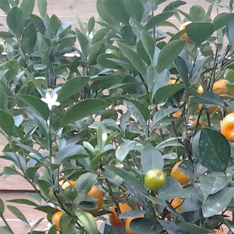 Calamondin - Citrus madurensis (Foliage)