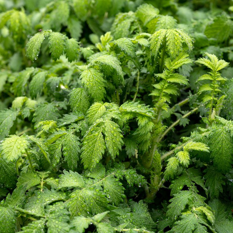 Agrimonia eupatoria   (Foliage)