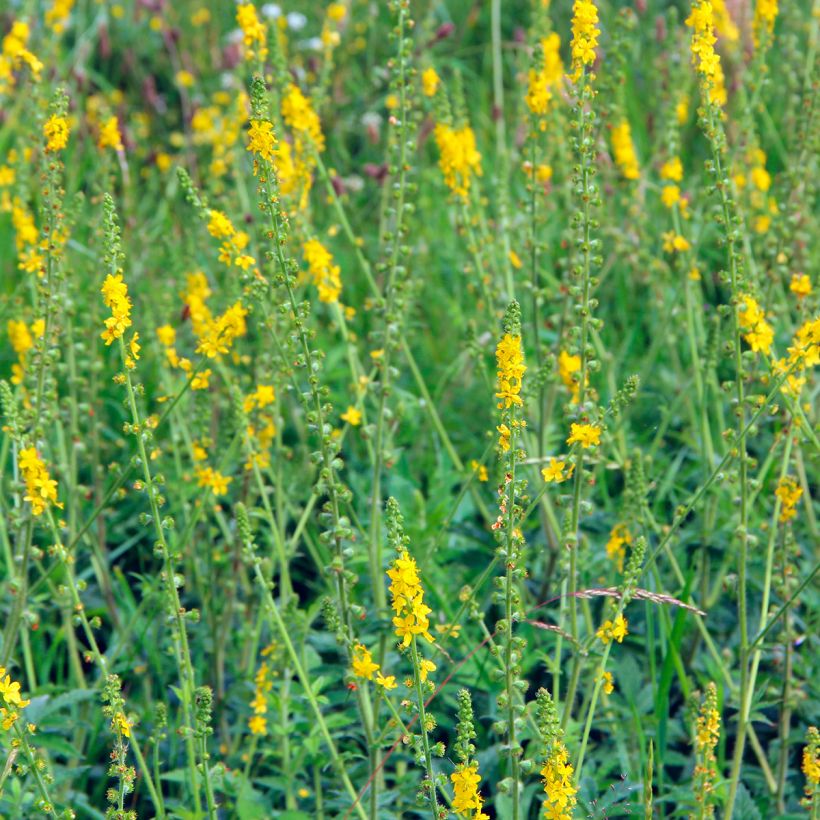 Agrimonia eupatoria   (Plant habit)