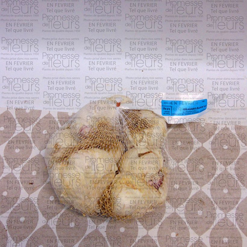 Example of Garlic Flavor - Allium sativum Each size 45/+ mm specimen as delivered