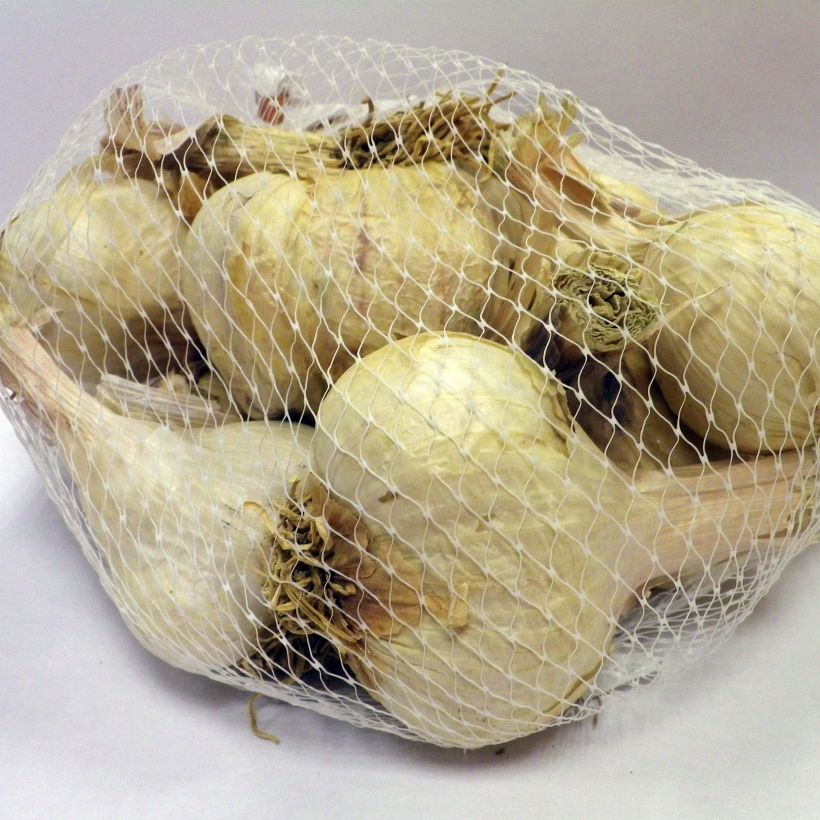 Example of Germidour Garlic plants (autumn planting) - Allium sativum Each size 35/50 mm specimen as delivered