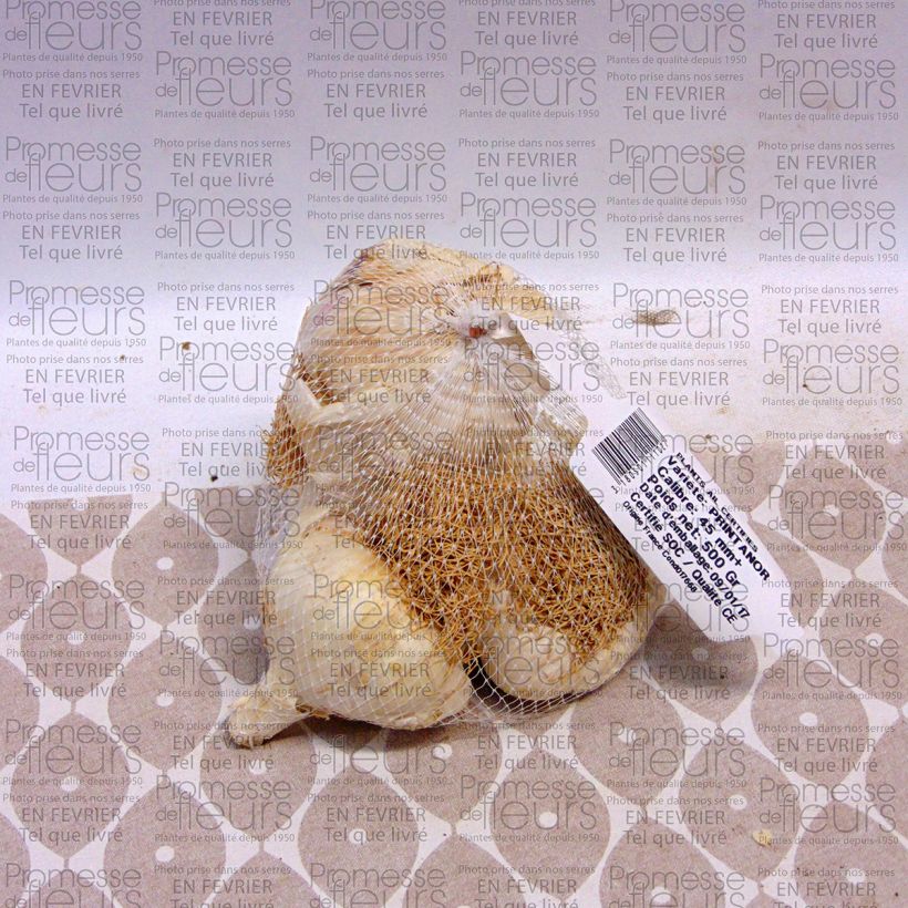 Example of Spring Garlic - Allium sativum Each size 45/+ mm specimen as delivered