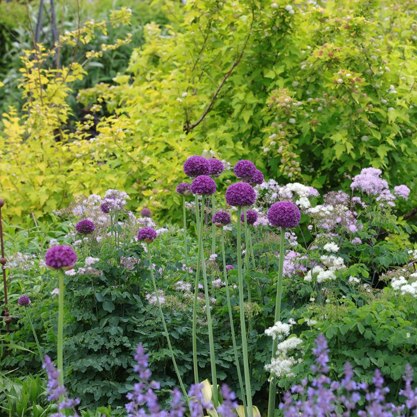 Allium Ambassador (Plant habit)