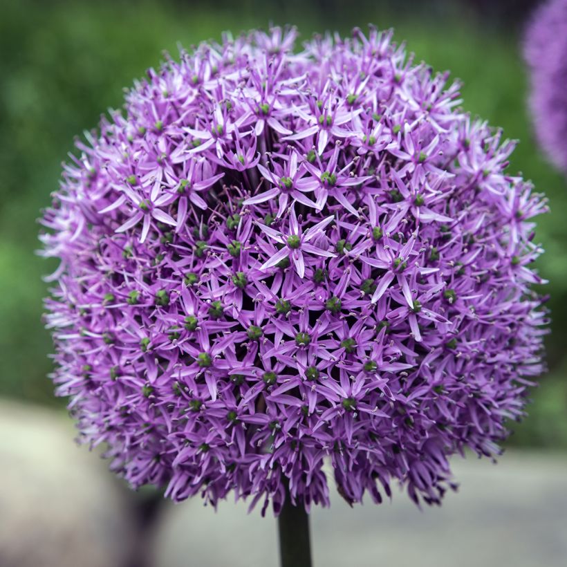 Allium Gladiator (Flowering)