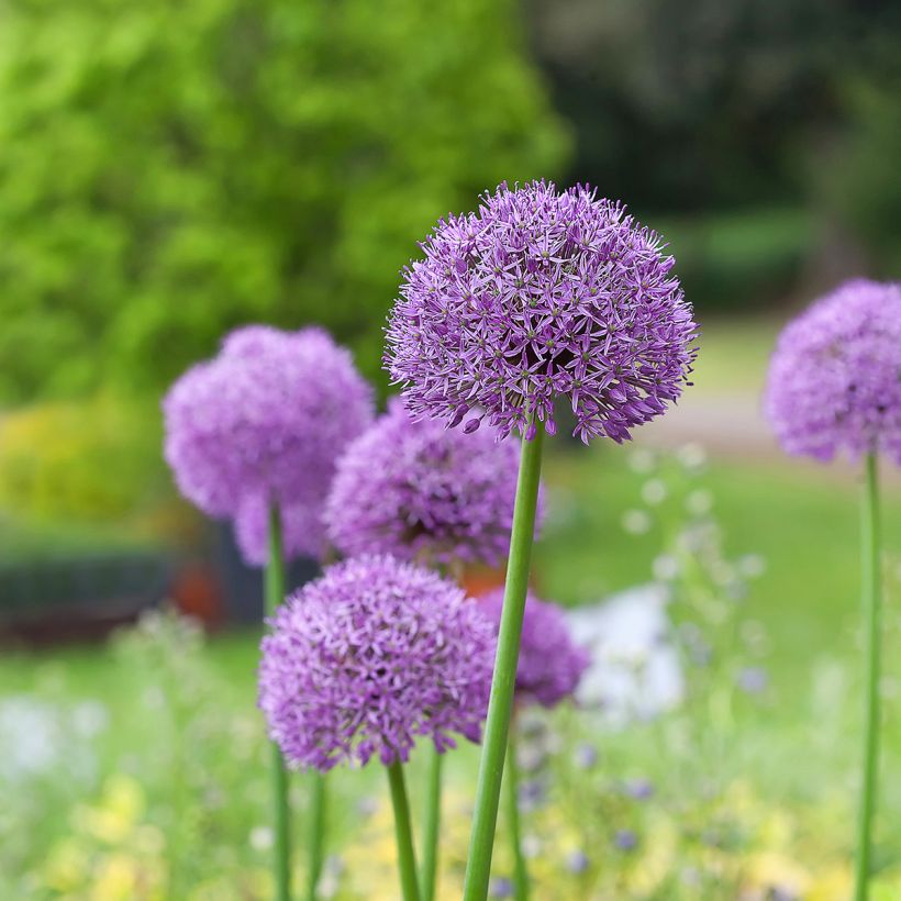 Allium Gladiator (Plant habit)