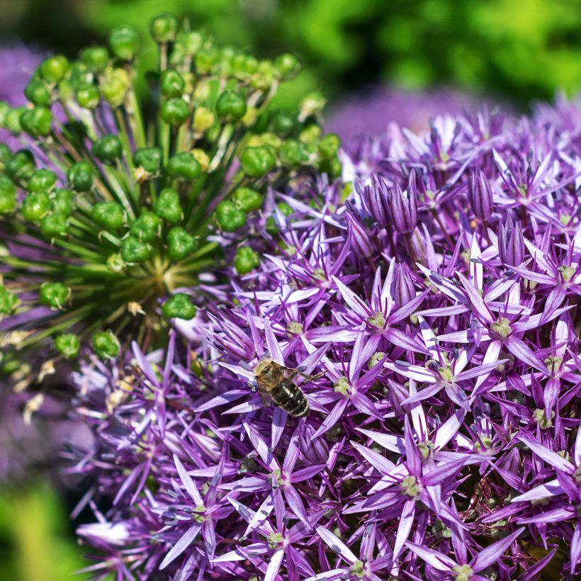 Allium Globemaster (Flowering)