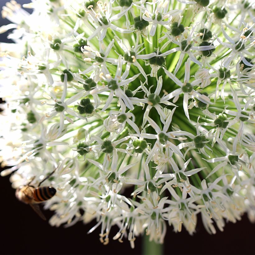 Allium stipitatum Mount Everest (Flowering)